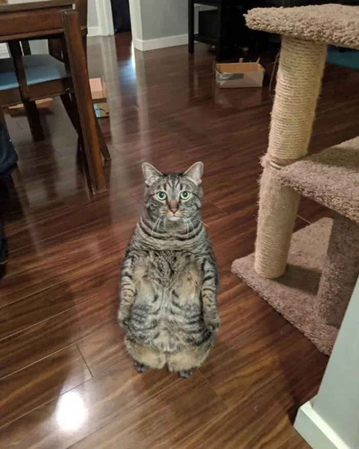 19 Funny Photos Proving That Cats Are Basically Just Feline Penguins