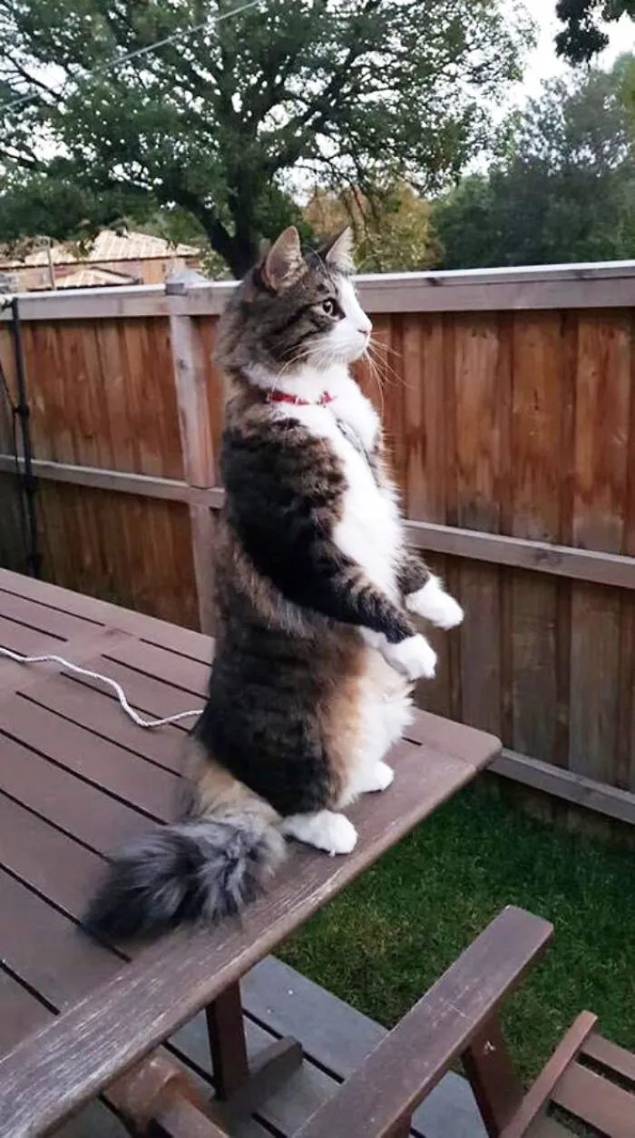 19 Funny Photos Proving That Cats Are Basically Just Feline Penguins