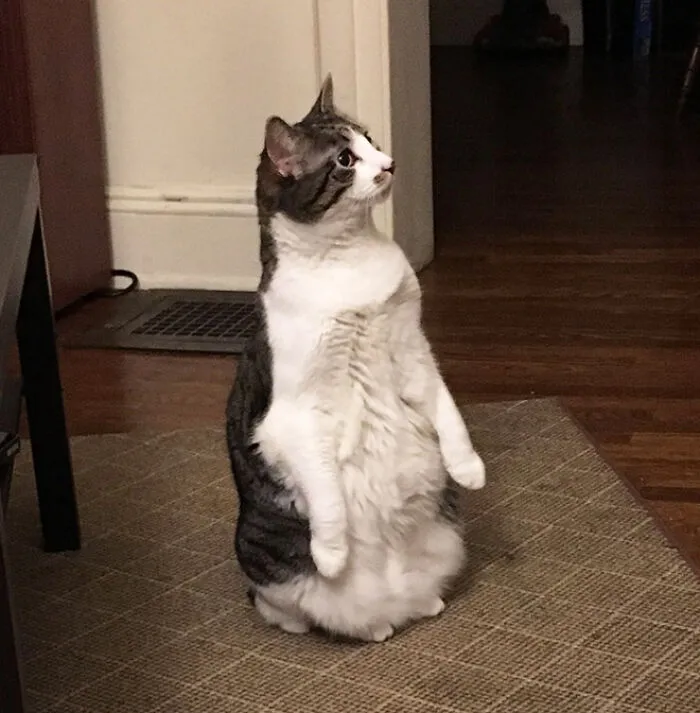 19 Funny Photos Proving That Cats Are Basically Just Feline Penguins