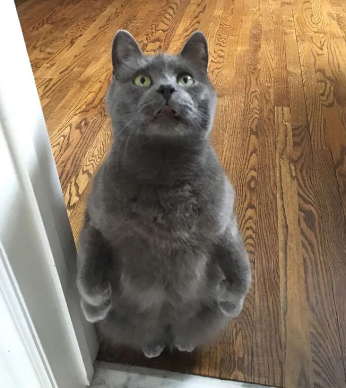 19 Funny Photos Proving That Cats Are Basically Just Feline Penguins