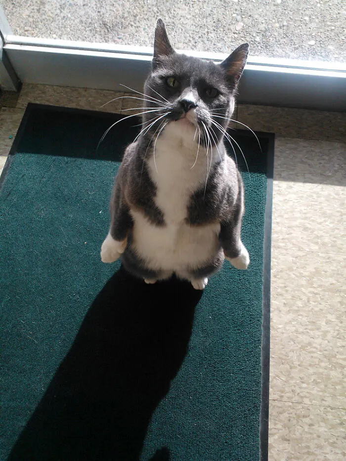 19 Funny Photos Proving That Cats Are Basically Just Feline Penguins