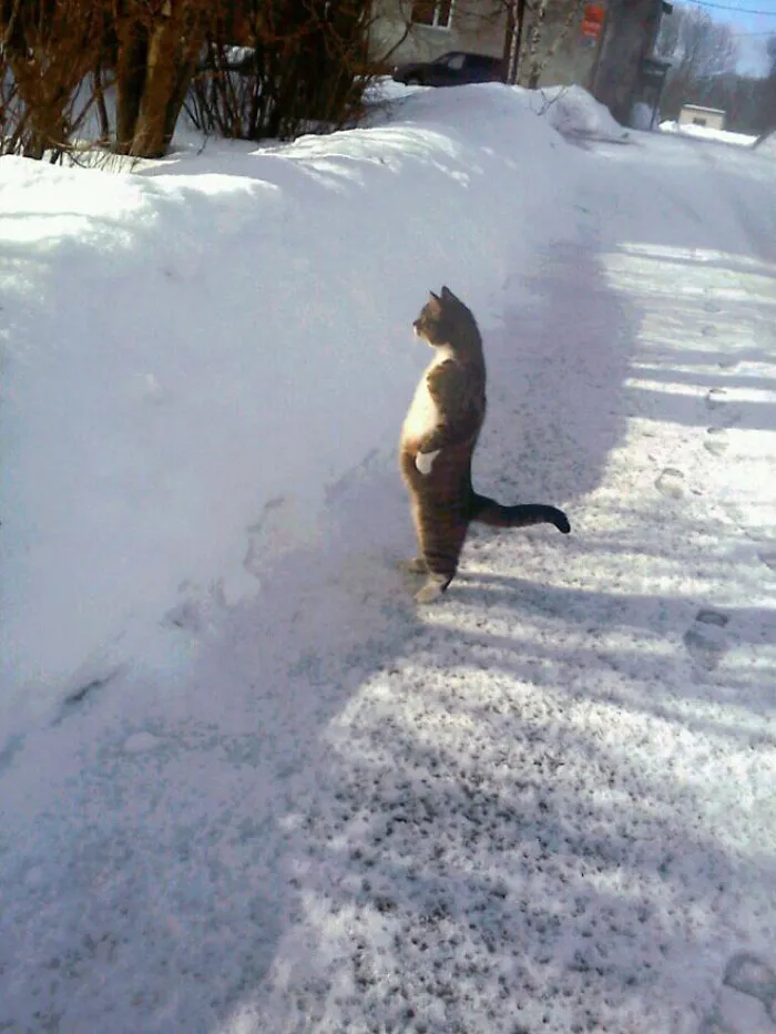 19 Funny Photos Proving That Cats Are Basically Just Feline Penguins