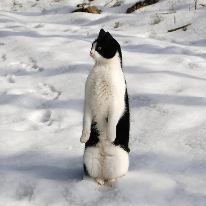 19 Funny Photos Proving That Cats Are Basically Just Feline Penguins