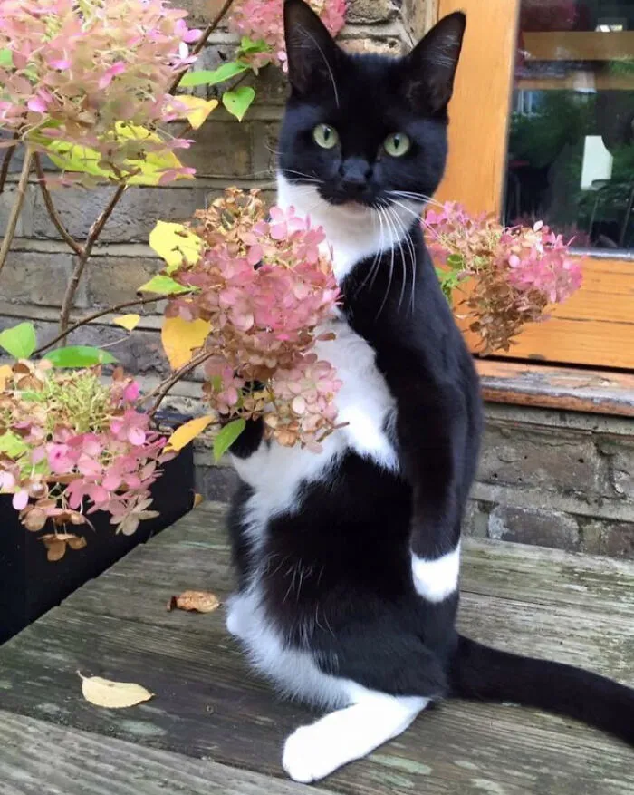 19 Funny Photos Proving That Cats Are Basically Just Feline Penguins