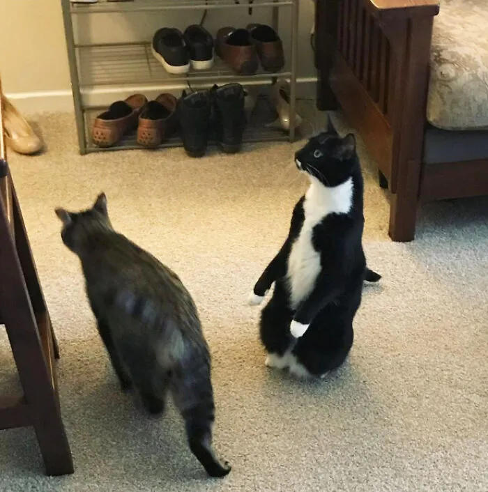 19 Funny Photos Proving That Cats Are Basically Just Feline Penguins
