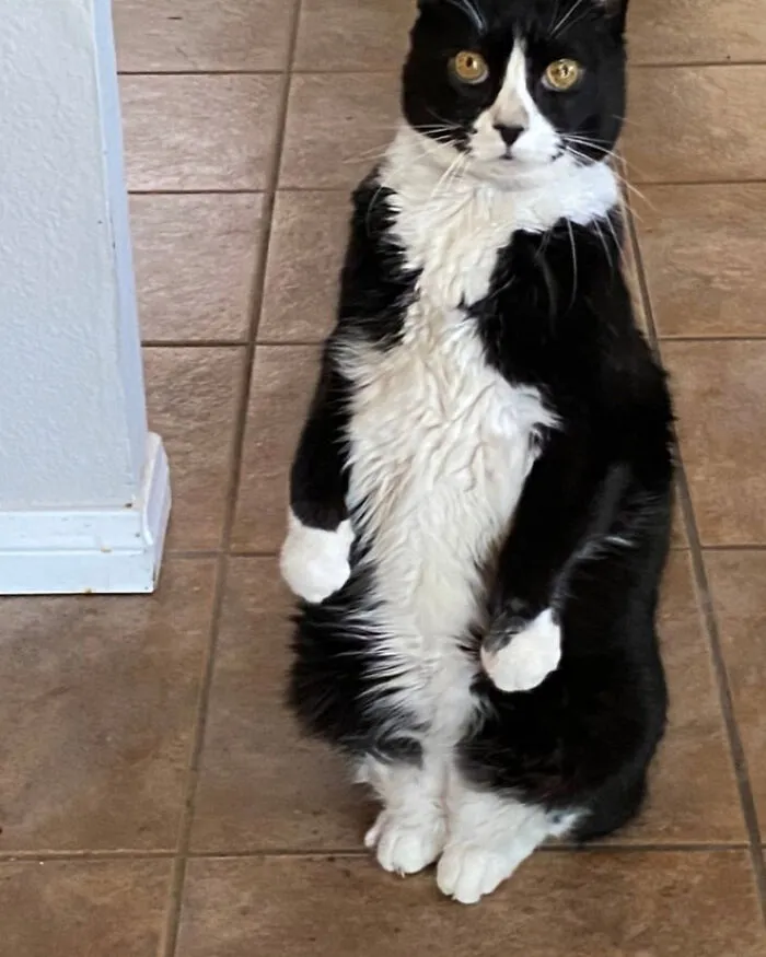 19 Funny Photos Proving That Cats Are Basically Just Feline Penguins