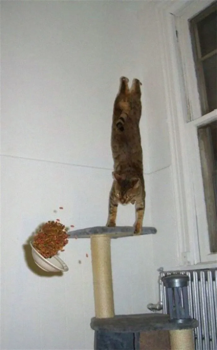 24 Cats Who Challenged The Laws Of Physics, And Won