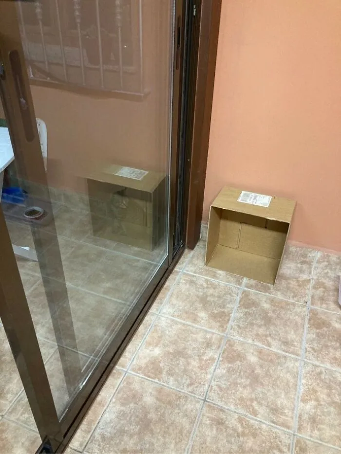 24 Cats Who Challenged The Laws Of Physics, And Won