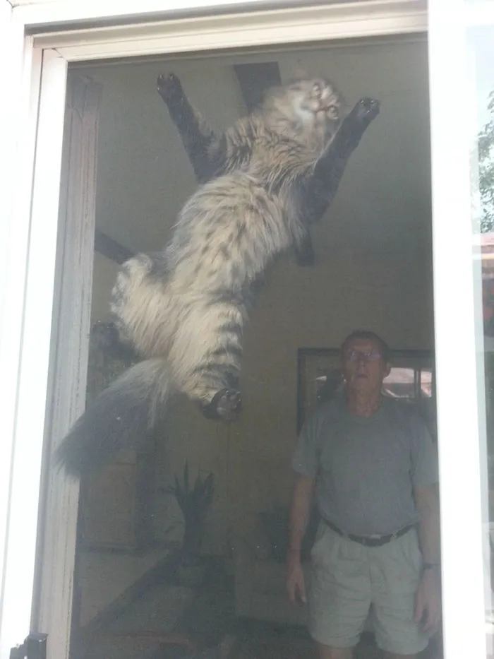 24 Cats Who Challenged The Laws Of Physics, And Won