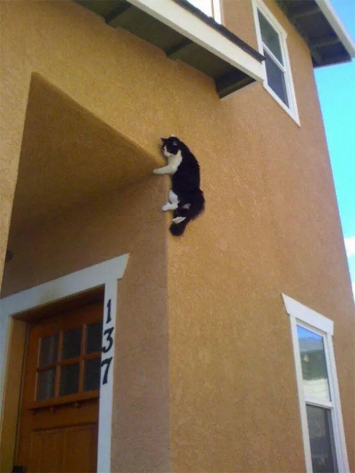 24 Cats Who Challenged The Laws Of Physics, And Won