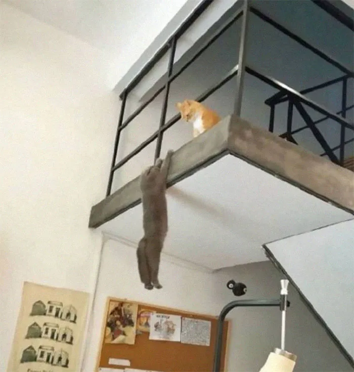 24 Cats Who Challenged The Laws Of Physics, And Won