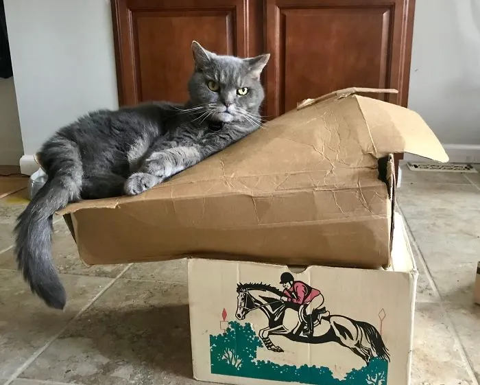 24 Cats Who Challenged The Laws Of Physics, And Won