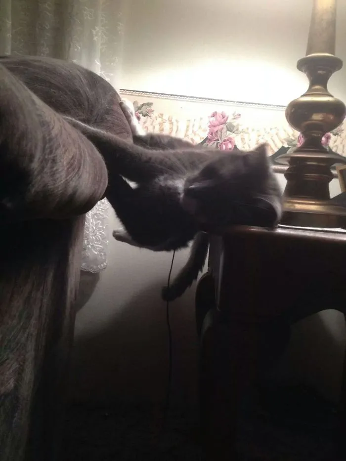 24 Cats Who Challenged The Laws Of Physics, And Won