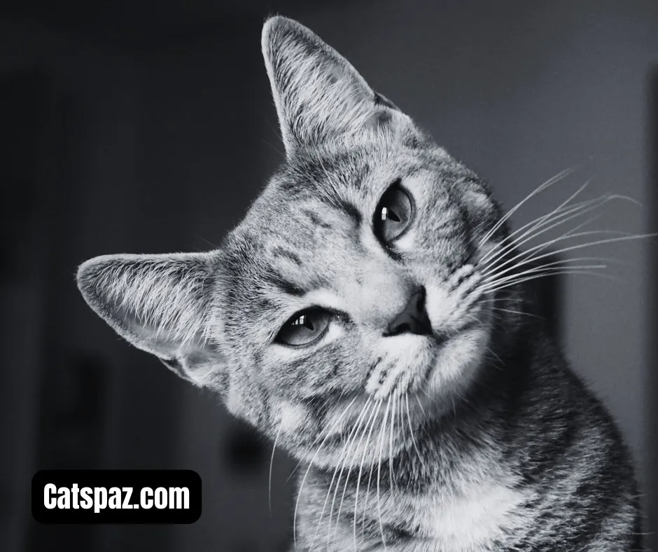 The Secret Lives Of Cats: Unveiling The Feline Zodiac