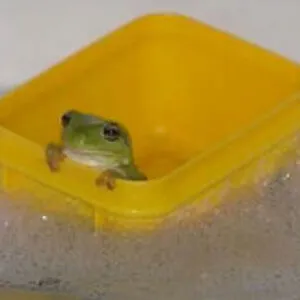 gay_frogs