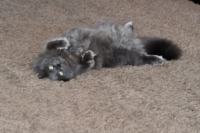 Dis Is Patton He Is Floofy And Cuddly