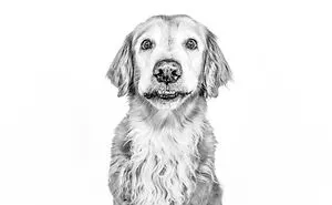I Love To Photograph Dogs In Black And White, And Here Are My 18 Best Shots