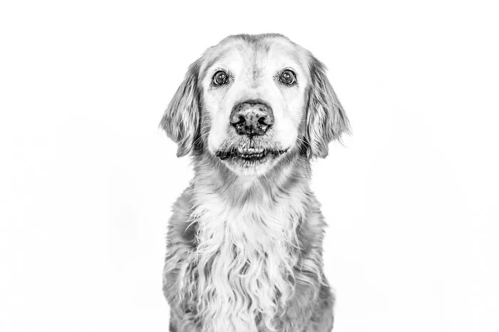 I Love To Photograph Dogs In Black And White, And Here Are My 18 Best Shots