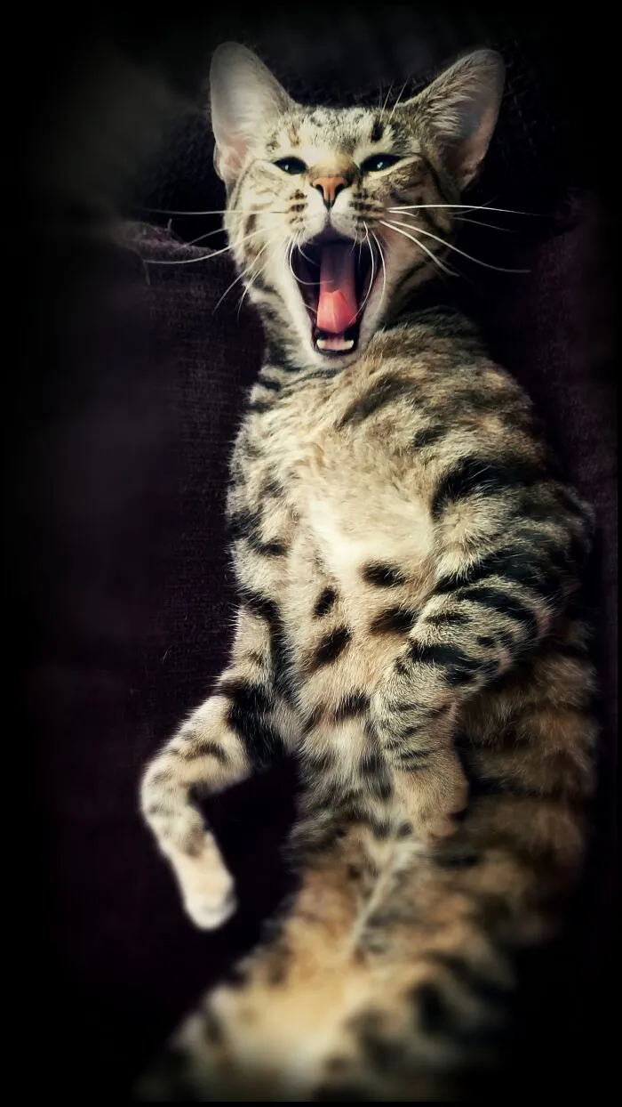 Feed Me Nowwww