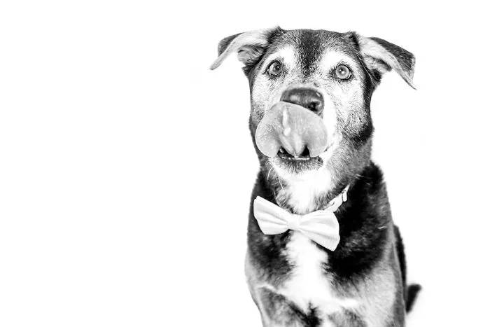 I Love To Photograph Dogs In Black And White, And Here Are My 18 Best Shots