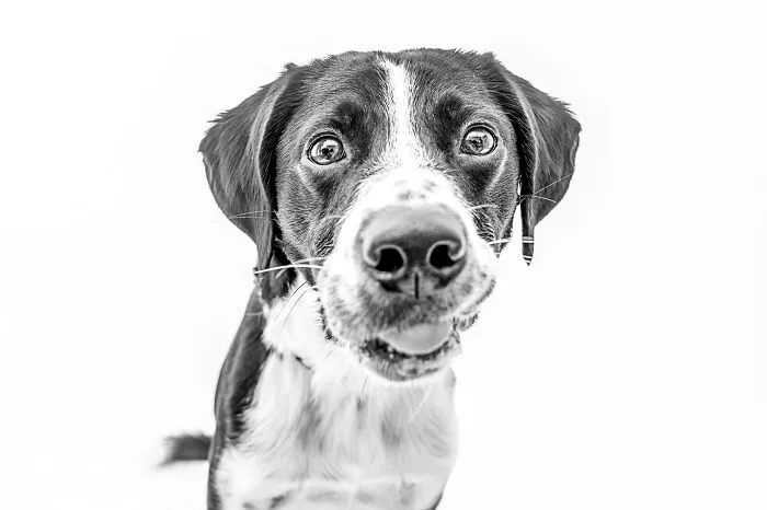 I Love To Photograph Dogs In Black And White, And Here Are My 18 Best Shots