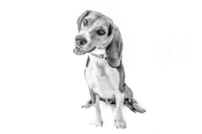 I Love To Photograph Dogs In Black And White, And Here Are My 18 Best Shots