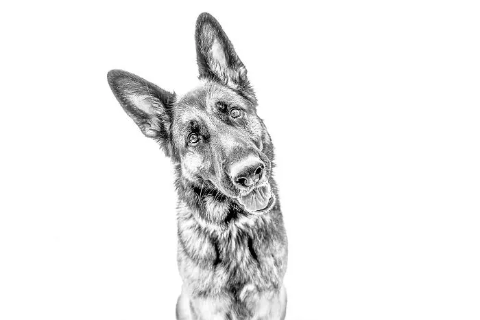 I Love To Photograph Dogs In Black And White, And Here Are My 18 Best Shots