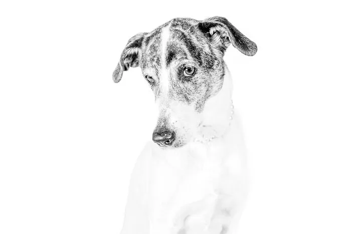 I Love To Photograph Dogs In Black And White, And Here Are My 18 Best Shots