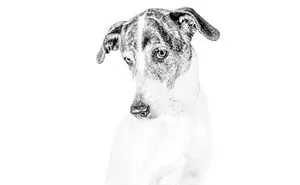 I Love To Photograph Dogs In Black And White, And Here Are My 18 Best Shots