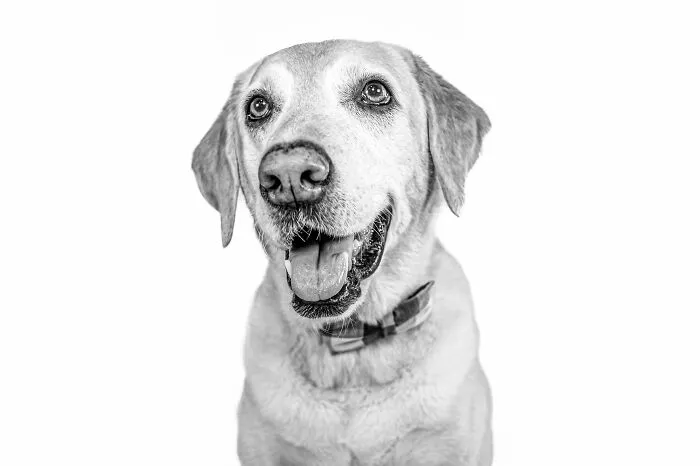 I Love To Photograph Dogs In Black And White, And Here Are My 18 Best Shots