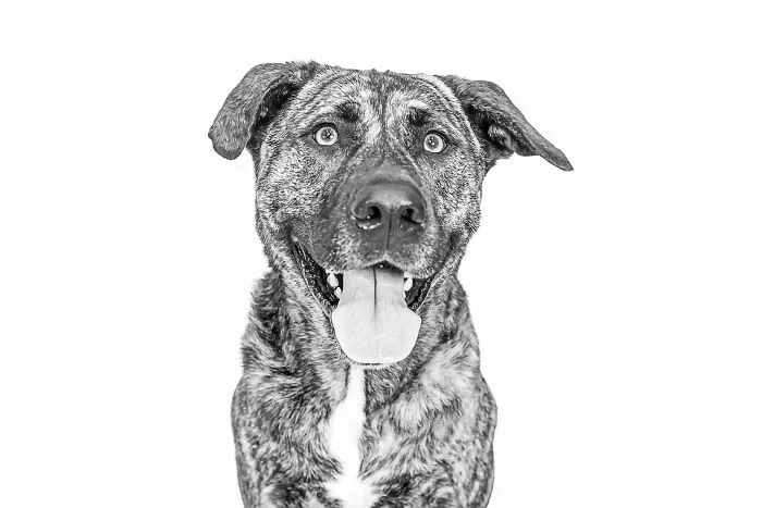 I Love To Photograph Dogs In Black And White, And Here Are My 18 Best Shots