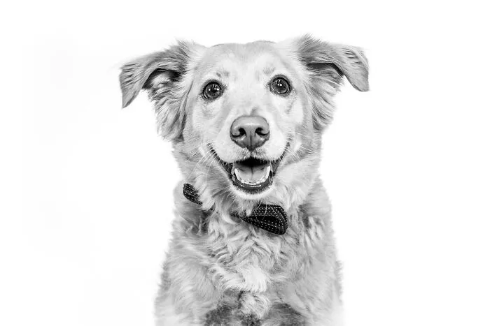 I Love To Photograph Dogs In Black And White, And Here Are My 18 Best Shots