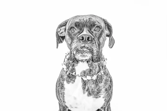 I Love To Photograph Dogs In Black And White, And Here Are My 18 Best Shots