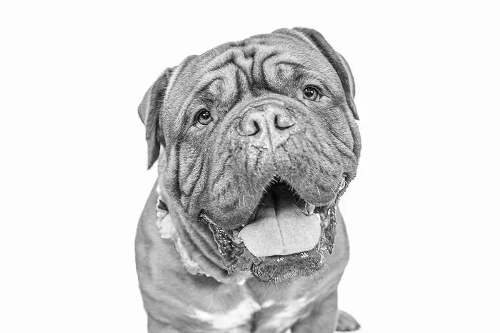 I Love To Photograph Dogs In Black And White, And Here Are My 18 Best Shots