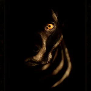 Paws Up Pet Photography