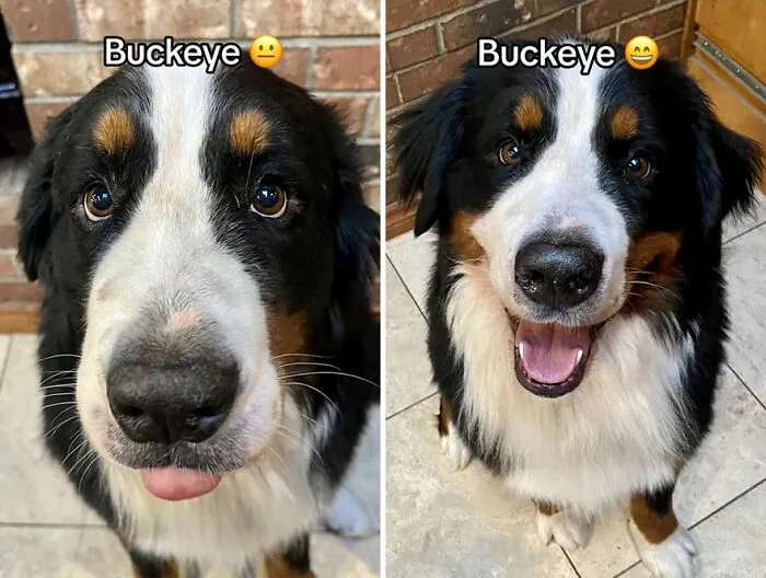 This TikTok Trend Is All About Dogs And Their Reactions To “Good Boy/Girl” Praise (50 Pics)