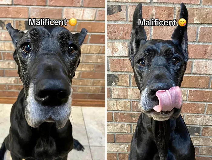 This TikTok Trend Is All About Dogs And Their Reactions To “Good Boy/Girl” Praise (50 Pics)