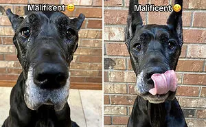 This TikTok Trend Is All About Dogs And Their Reactions To “Good Boy/Girl” Praise (50 Pics)