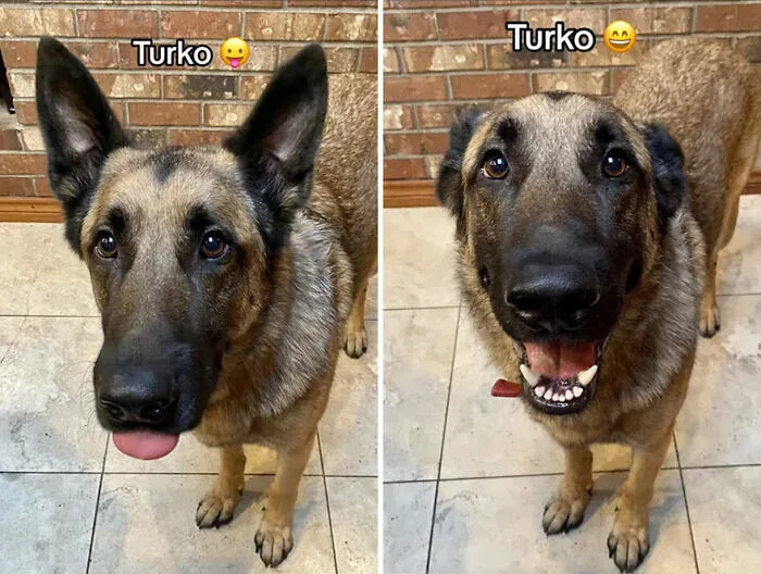 This TikTok Trend Is All About Dogs And Their Reactions To “Good Boy/Girl” Praise (50 Pics)