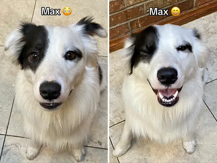 This TikTok Trend Is All About Dogs And Their Reactions To “Good Boy/Girl” Praise (50 Pics)