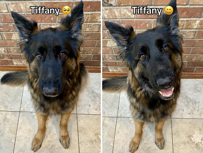This TikTok Trend Is All About Dogs And Their Reactions To “Good Boy/Girl” Praise (50 Pics)