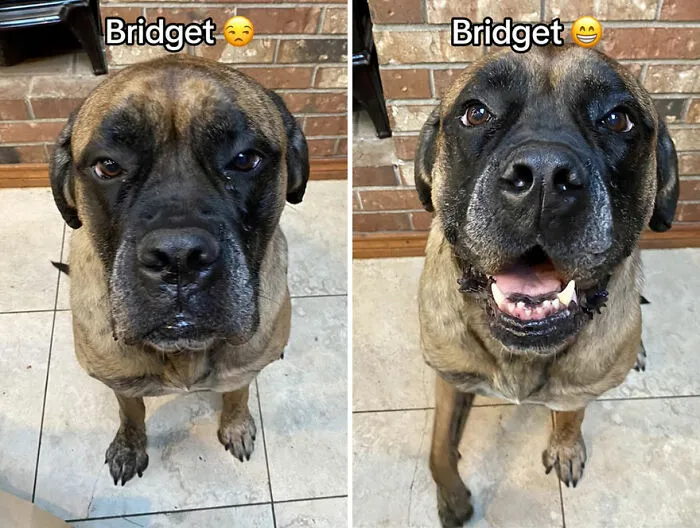 This TikTok Trend Is All About Dogs And Their Reactions To “Good Boy/Girl” Praise (50 Pics)