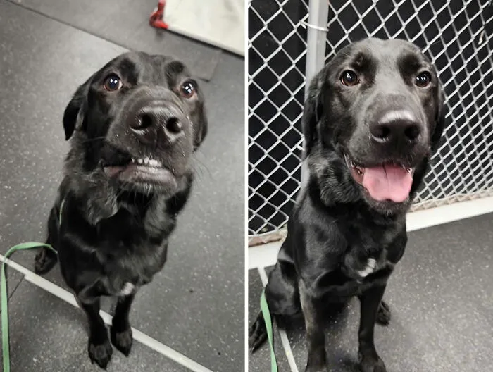 Dogs Are Photographed Before And After Being Called "Good Boy" And "Good Girl"