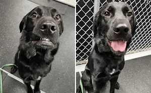 This TikTok Trend Is All About Dogs And Their Reactions To “Good Boy/Girl” Praise (50 Pics)