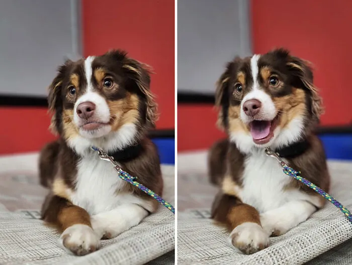 This TikTok Trend Is All About Dogs And Their Reactions To “Good Boy/Girl” Praise (50 Pics)