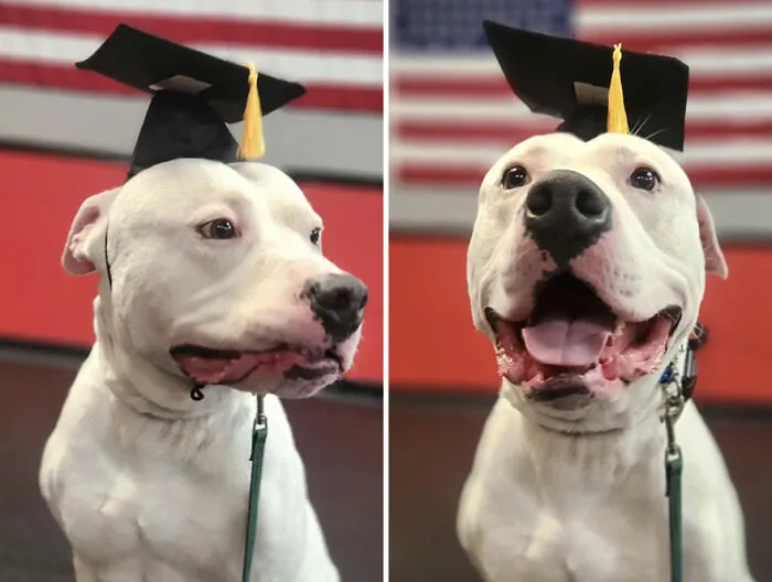 This TikTok Trend Is All About Dogs And Their Reactions To “Good Boy/Girl” Praise (50 Pics)