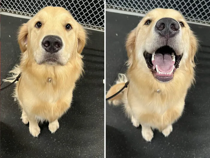 This TikTok Trend Is All About Dogs And Their Reactions To “Good Boy/Girl” Praise (50 Pics)