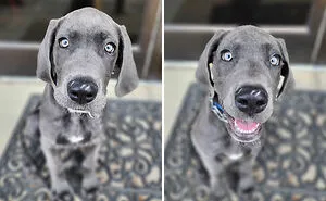 This TikTok Trend Is All About Dogs And Their Reactions To “Good Boy/Girl” Praise (50 Pics)