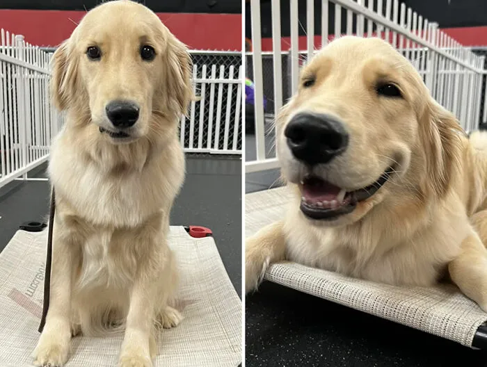This TikTok Trend Is All About Dogs And Their Reactions To “Good Boy/Girl” Praise (50 Pics)