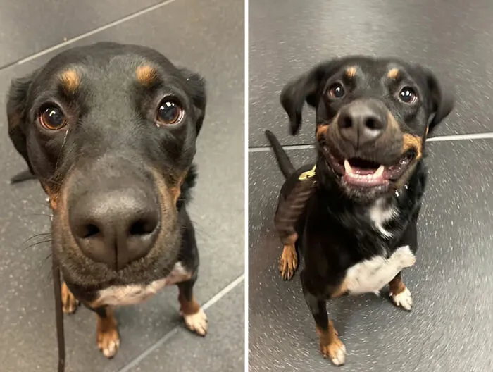 This TikTok Trend Is All About Dogs And Their Reactions To “Good Boy/Girl” Praise (50 Pics)